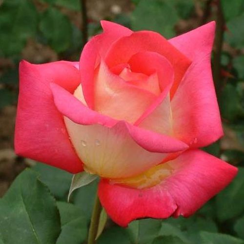 Vendita, rose rose ibridi di tea - rosso - giallo - Rosa Renica - rosa dal profumo discreto - Mathias Tantau, Jr. - Perfetta rosa recisa, con bellissimi e grandi fiori.